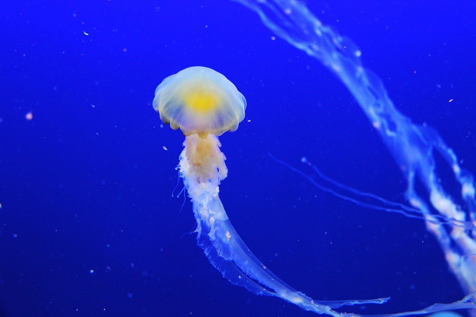 המ כוח המותגים האוסטרליים המובילים לשירותי ליווי במלבורן לאורח חיים פעיל