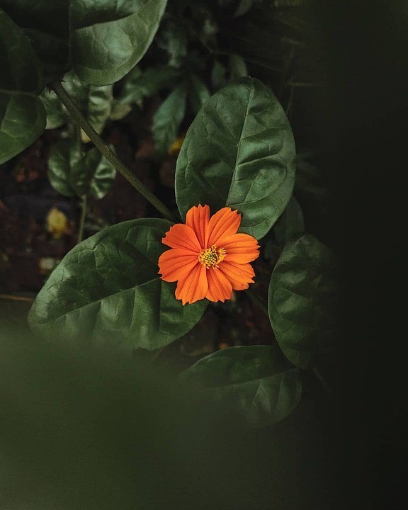 רוויז ממרכז המלבורן: הגידול באהבה לז’אנר הבי.די.אס.אם בקרב הגברים